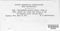 Tranzschelia discolor image